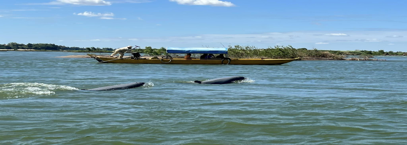 Dolphins in Kratie province